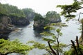 Trees at Cape Flattery Royalty Free Stock Photo