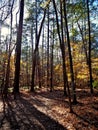 Evening Shadows in William B. Umstead State Park Royalty Free Stock Photo