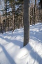 Trees casting blueshadows in the fresh snow. Royalty Free Stock Photo