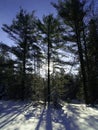 Trees casting shadows on snow Royalty Free Stock Photo