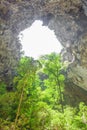 Trees in cave.