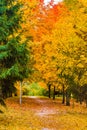 Trees change color in fall, beautiful landscape. Season in park. Bright autumn Royalty Free Stock Photo