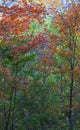 Trees changing color during autumn in the Ozark Mountains Royalty Free Stock Photo