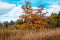 Trees changing colors on a nature walk in Akron Ohio