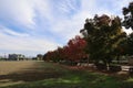 Trees changing colour in fall in Gilroy California Royalty Free Stock Photo