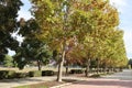 Trees changing colour in fall in Gilroy California Royalty Free Stock Photo