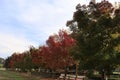 Trees changing colour in fall in Gilroy California Royalty Free Stock Photo