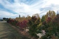 Trees changing colour in fall in Gilroy California Royalty Free Stock Photo