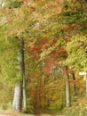 The trees of the cities in autumn brighten the greyness