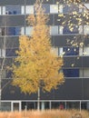 The trees of the cities in autumn brighten the grisaille