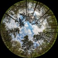 Trees in the city garden in spring - photo taken with a circular fisheye lens