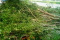 Trees on city sidewalks have been cut down Royalty Free Stock Photo