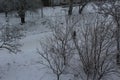 Trees in the city in the snow. Winter has come. Snow fell asleep road lies on the electric wires.