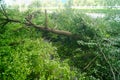 Trees on city sidewalks have been cut down Royalty Free Stock Photo