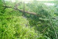 Trees on city sidewalks have been cut down Royalty Free Stock Photo