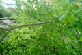 Trees on city sidewalks have been cut down Royalty Free Stock Photo