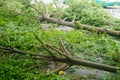 Trees on city sidewalks have been cut down Royalty Free Stock Photo