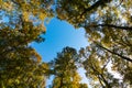 Trees and clear blue sky at sunset from below. Wide angle view of forest Royalty Free Stock Photo