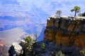 Trees on Cliff Overlooking Grand Canyon Arizona USA Amazing View Red Rock Cliffs and Vistas