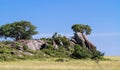 Trees on the cliffs and rocks in Serengeti. Tanzania, Africa Royalty Free Stock Photo