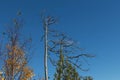 Trees close up at Tyresta National Park, Sweden