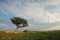 Trees and cloud