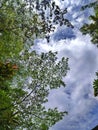 Trees with cloudly skies durring the day Royalty Free Stock Photo