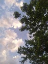 Trees clouds and blue sky