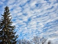 Trees Clouds and Sky