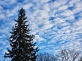 Trees Clouds and Sky