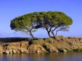 Trees on coast, Sardinia, Italy Royalty Free Stock Photo