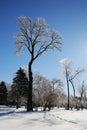 trees coated with ice after a storm of snow and freezing rain in the countryside, Glen Mills, Pennsylvania