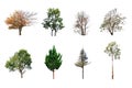 Trees collection from forest in nature isolate on white background Royalty Free Stock Photo