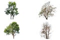 Trees collection are fresh and dry on isolate on white background