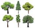 Trees collection. Green plants with leaves ecology garden botanical vector realistic pictures Royalty Free Stock Photo