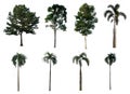 Trees Collection on white background. With clipping path, Isolated Trees