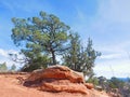 Trees in Colorado Landscape at Garden of the Gods Royalty Free Stock Photo
