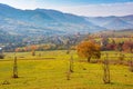 trees in colorful foliage on the rural fields Royalty Free Stock Photo