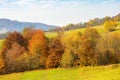 Trees in colorful foliage on the rural fields Royalty Free Stock Photo