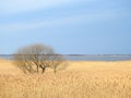 Tree, reed and Kroku bay, Lithuania