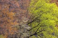 Trees with colorful spring bloom and fresh leaves