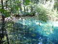 Trees, colors, lights and shadows reflect in the Beiu`s Eye lake