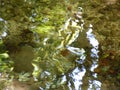 Trees, colors, lights and shadows in the water