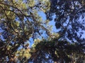 Trees with cones against the sky in the summer of 2018 on the island of Rhodes