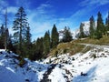 Trees and coniferous forests on the slopes between the mountain massive Alvier group and Seeztal valley