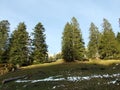 Trees and coniferous forests on the slopes between the mountain massive Alvier group and Seeztal valley