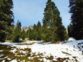 Trees and coniferous forests on the slopes between the mountain massive Alvier group and Seeztal valley