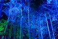 Vallea Lumina, the multimedia, interactive, outdoor night walk in Whistler, BC Royalty Free Stock Photo