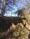 Trees on country walk, North Northumberland, UK