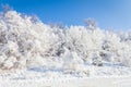 Trees covered in brilliant white ice and snow against bright blue sky in winter